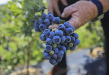 CALYPSO obiecująca odmiana borówki. 3 kg z rośliny w 3-cim roku