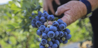CALYPSO obiecująca odmiana borówki. 3 kg z rośliny w 3-cim roku
