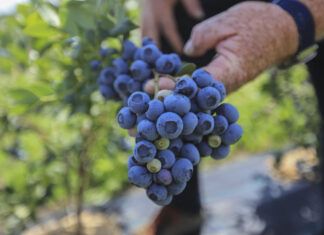 CALYPSO obiecująca odmiana borówki. 3 kg z rośliny w 3-cim roku