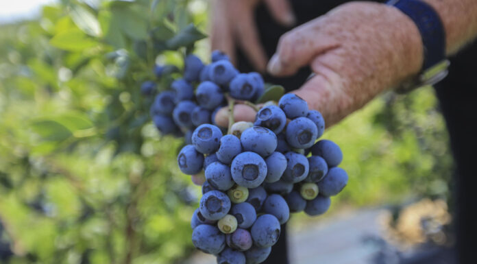 CALYPSO obiecująca odmiana borówki. 3 kg z rośliny w 3-cim roku