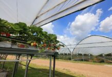 Jaka będzie przyszłość uprawy truskawek w Polsce? Te zmiany są nieuniknione