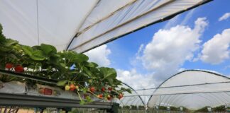 Jaka będzie przyszłość uprawy truskawek w Polsce? Te zmiany są nieuniknione