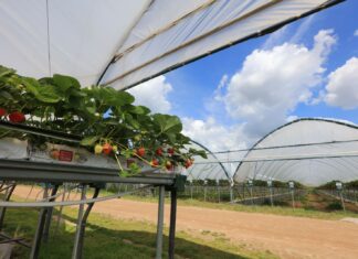 Jaka będzie przyszłość uprawy truskawek w Polsce? Te zmiany są nieuniknione