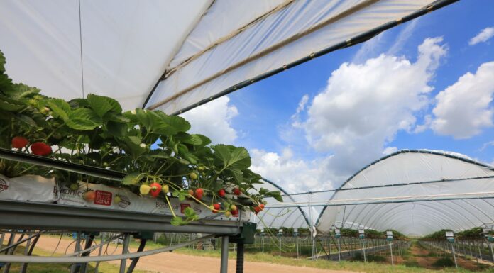 Jaka będzie przyszłość uprawy truskawek w Polsce? Te zmiany są nieuniknione