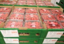 Notowanie cen malin i truskawek – 31 lipca 2024