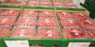 Notowanie cen malin i truskawek – 31 lipca 2024