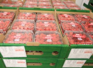 Notowanie cen malin i truskawek – 31 lipca 2024