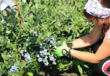 Borówka na „górce”. Ceny, podaż i rokowania