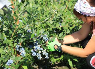 Borówka na „górce”. Ceny, podaż i rokowania