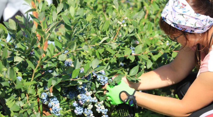 Borówka na „górce”. Ceny, podaż i rokowania