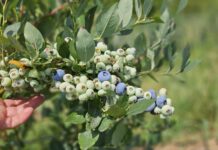 Niespokojny borówkowy sezon. Ceny podaż, rokowania