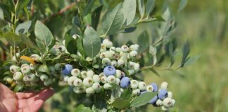 Niespokojny borówkowy sezon. Ceny podaż, rokowania