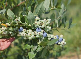 Niespokojny borówkowy sezon. Ceny podaż, rokowania
