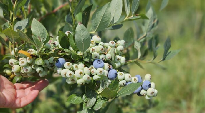 Niespokojny borówkowy sezon. Ceny podaż, rokowania