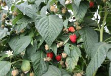 Zwiększ odporność malin i borówek na wysokie temperatury i popraw jakość owoców