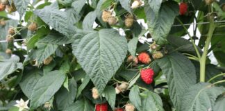 Zwiększ odporność malin i borówek na wysokie temperatury i popraw jakość owoców