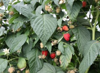 Zwiększ odporność malin i borówek na wysokie temperatury i popraw jakość owoców