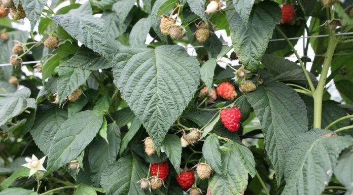 Zwiększ odporność malin i borówek na wysokie temperatury i popraw jakość owoców