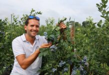 Trzy grupy odmian borówki wysokiej