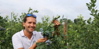 Trzy grupy odmian borówki wysokiej