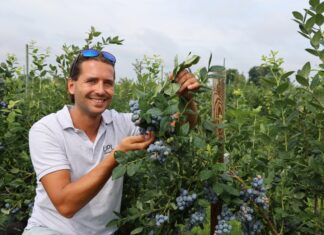 Trzy grupy odmian borówki wysokiej