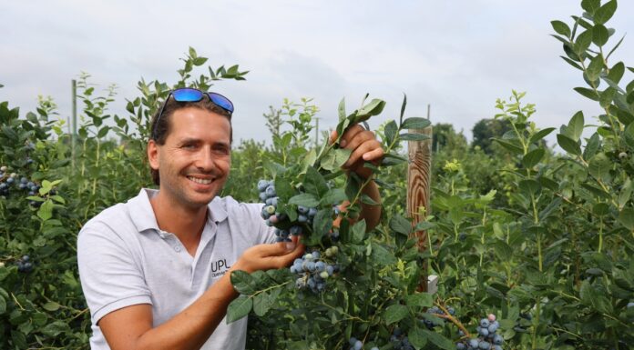 Trzy grupy odmian borówki wysokiej