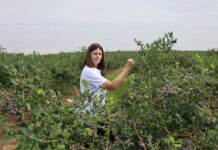 Efektywne zarządzanie azotem w uprawie borówki to m.in. większe owoce