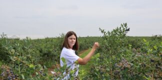 Efektywne zarządzanie azotem w uprawie borówki to m.in. większe owoce