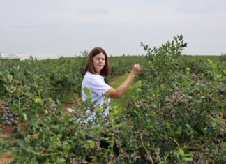 Efektywne zarządzanie azotem w uprawie borówki to m.in. większe owoce