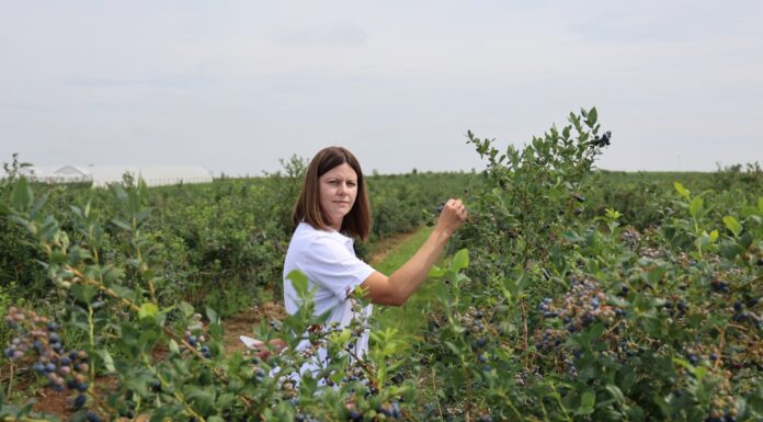 Efektywne zarządzanie azotem w uprawie borówki to m.in. większe owoce