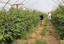 Ochrona malin w tunelach przed szarą plenią bez obawy o pozostałości