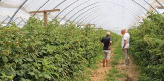 Ochrona malin w tunelach przed szarą plenią bez obawy o pozostałości