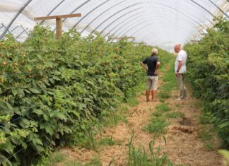 Ochrona malin w tunelach przed szarą plenią bez obawy o pozostałości