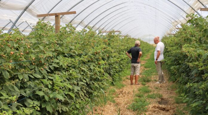 Ochrona malin w tunelach przed szarą plenią bez obawy o pozostałości