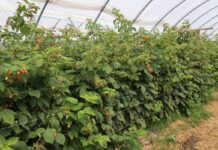 Ważne zabiegi w czasie owocowania malin na pędach tegorocznych i po usunięciu pędów dwuletnich