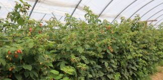 Ważne zabiegi w czasie owocowania malin na pędach tegorocznych i po usunięciu pędów dwuletnich