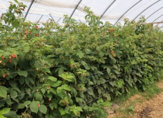 Ważne zabiegi w czasie owocowania malin na pędach tegorocznych i po usunięciu pędów dwuletnich