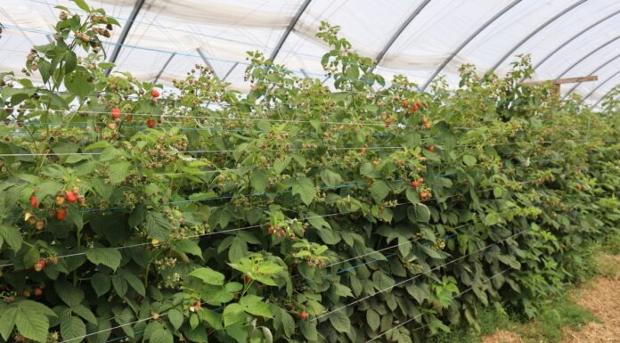 Ważne zabiegi w czasie owocowania malin na pędach tegorocznych i po usunięciu pędów dwuletnich