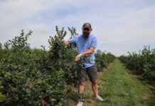 Te produkty stymulują rozwój systemu korzeniowego w borówce