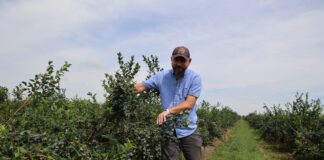 Te produkty stymulują rozwój systemu korzeniowego w borówce