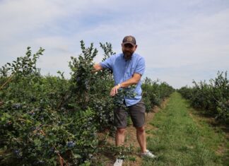 Te produkty stymulują rozwój systemu korzeniowego w borówce