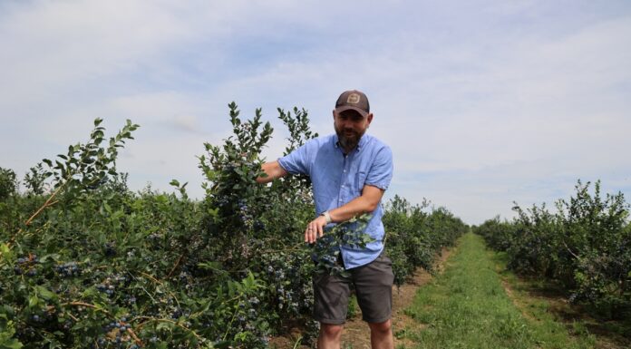 Te produkty stymulują rozwój systemu korzeniowego w borówce