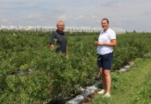 Przygotować borówki na lepsze owocowanie w kolejnym sezonie