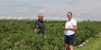 Przygotować borówki na lepsze owocowanie w kolejnym sezonie