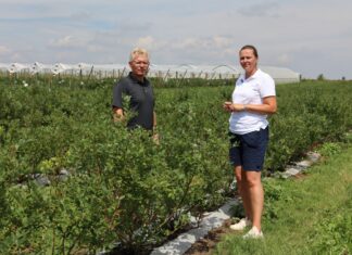 Przygotować borówki na lepsze owocowanie w kolejnym sezonie