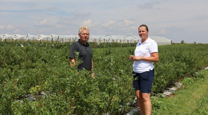 Przygotować borówki na lepsze owocowanie w kolejnym sezonie