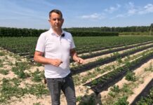 Nawadnianie polowych plantacji truskawek. Dwa systemy