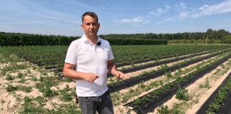 Nawadnianie polowych plantacji truskawek. Dwa systemy