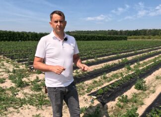 Nawadnianie polowych plantacji truskawek. Dwa systemy