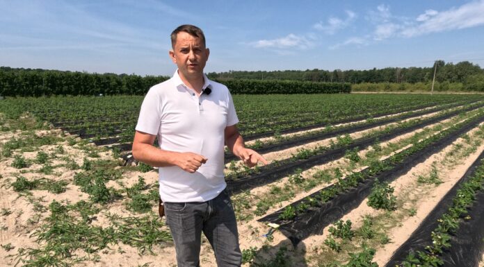 Nawadnianie polowych plantacji truskawek. Dwa systemy